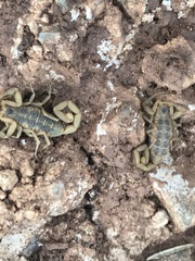 Centruroides exilicauda