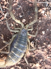 Centruroides exilicauda