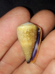 Conus flavidus
