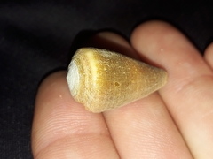 Conus flavidus