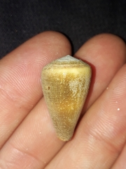 Conus flavidus