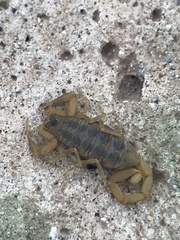 Centruroides exilicauda