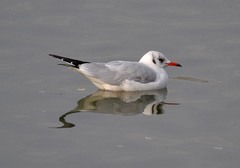 Chroicocephalus ridibundus