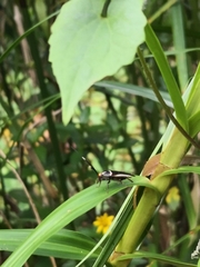 Hemithyrsocera histrio