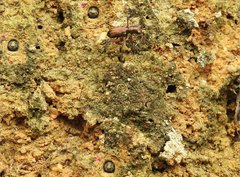 Heptodonta posticalis