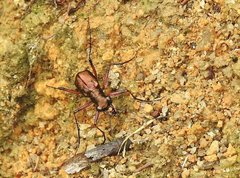 Heptodonta posticalis