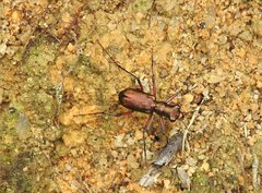 Heptodonta posticalis