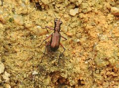 Heptodonta posticalis