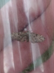 Eupithecia abbreviata