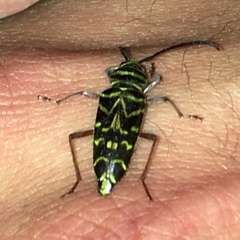 Megacyllene robiniae