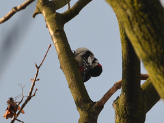 Dendrocopos major