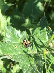 Oxyopes heterophthalmus