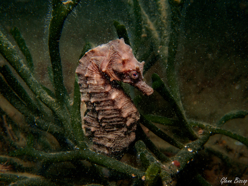 Short-snouted Seahorse, Netherlands, photo 5 of 10
