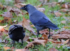 Corvus monedula soemmerringii