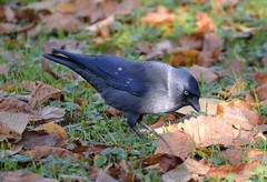 Corvus monedula soemmerringii