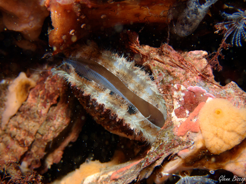 Variegated Scallop, Dreischor, Frans Kok rif, photo 8 of 10