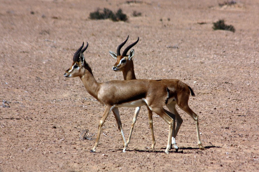 (Gazella arabica cora) - Know Your Mammals