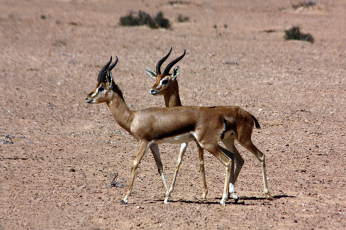 Arabian Gazelle