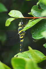 Epophthalmia elegans