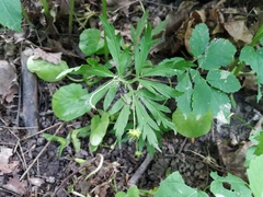Anemonoides ranunculoides