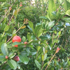 Punica granatum