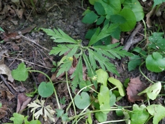 Anemonoides ranunculoides