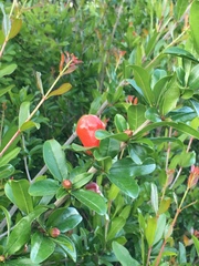 Punica granatum