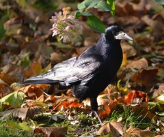Corvus frugilegus