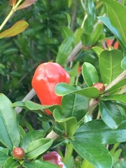 Punica granatum
