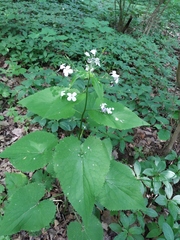 Lunaria rediviva