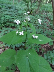 Lunaria rediviva