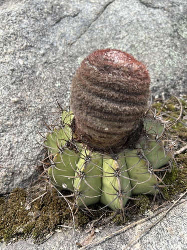 Melocactus lanssensianus