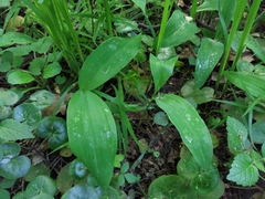 Convallaria majalis