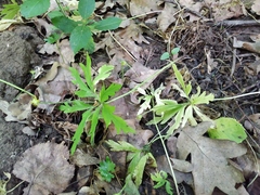 Anemonoides ranunculoides