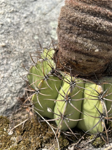 Melocactus lanssensianus