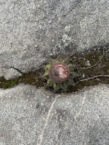 Melocactus lanssensianus