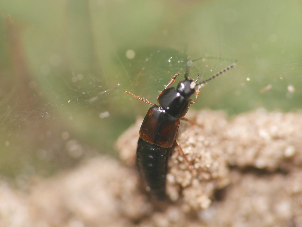 Tachinus fimetarius