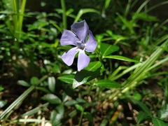 Vinca minor