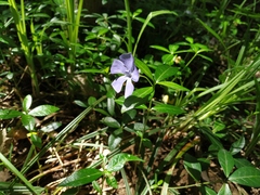 Vinca minor