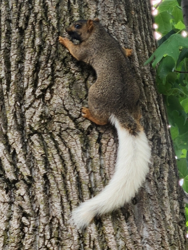 Eastern Fox Squirrel photographed in Indiana