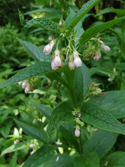 Symphytum × uplandicum