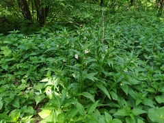 Symphytum × uplandicum