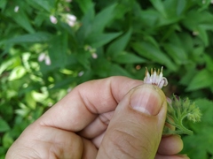 Symphytum × uplandicum