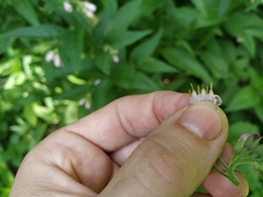 Symphytum × uplandicum