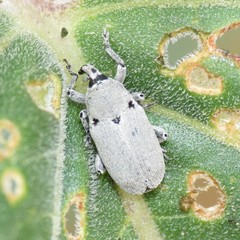 Trichobaris compacta