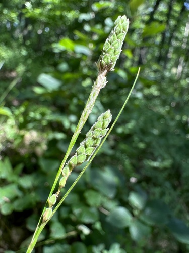 Image of Carex virescens by (c) Matt Berger, some rights reserved (CC BY)