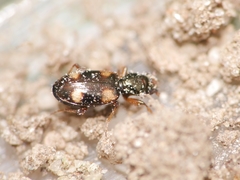 Bembidion quadrimaculatum