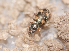 Bembidion quadrimaculatum