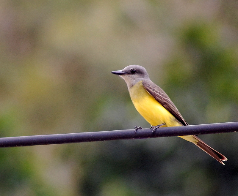 White-throated Kingbird