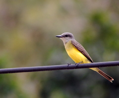 White-Throated Kingbird photo 3